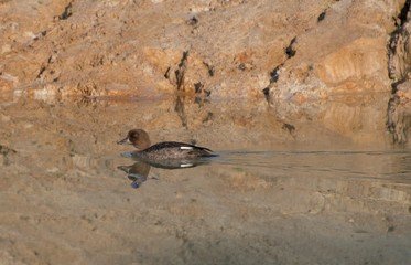 Bucephala Clangula