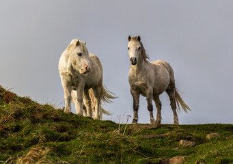 Dramatic shot of wild white ponies