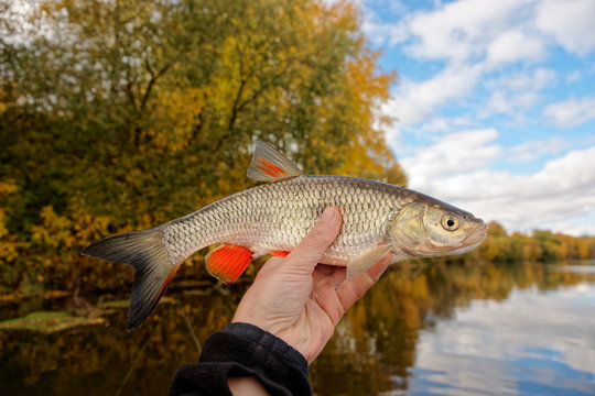 Chub in fisherman's hand, autumn catch