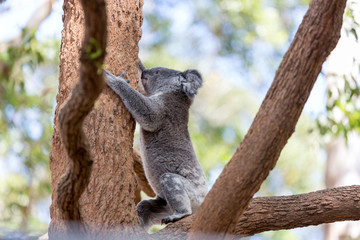 Close up of Koala Bear in trees