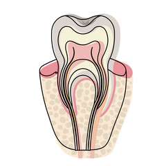 tooth with nerve and root view in watercolor silhouette