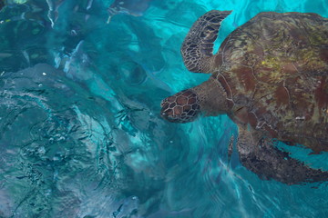 Wild big turtle is in the clear blue azure water. Natural habitat of the reptile. The turtle swims on the surface of the sea. The material can be used as a backdrop for tourist destinations.