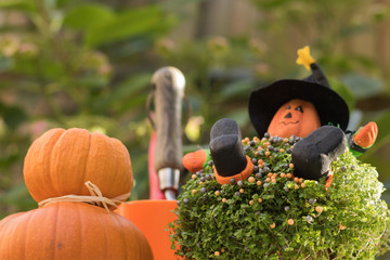Pumpkins, green plant, image of gardener with a face of a cheerful Halloween pumpkin, garden tools...