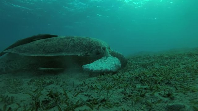 Big male Green Sea Turtle (Chelonia mydas) with Remora fish (Echeneis naucrates) eats the sea grass on a sandy bottom, Red sea, Marsa Alam, Abu Dabab, Egypt
