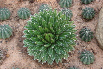 Queen victoria's agave plant.Succulent agave plant and cactus in the sand. Succulent with white strips on green leaves. Close up. View from above.