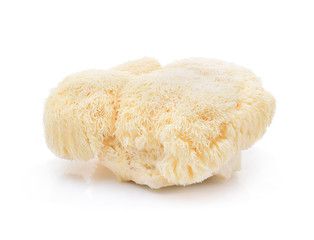 lion mane mushroom isolated on white background.