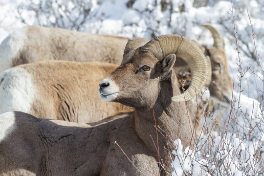 Bighorn Ram in the Snow - Colorado Rocky Mountain Bighorn Sheep