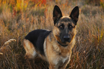 A German shepherd dog walks in the autumn park