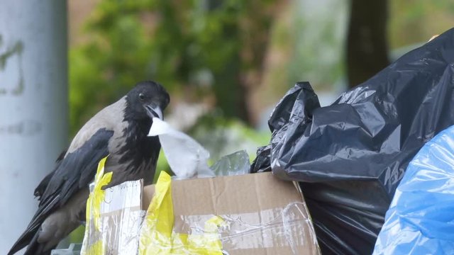 Raven looking for food in waste bins. Big smart black bird rake up the trash bags. Big gray crow raises a garbage can in the city.