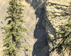 Quantum Canyon goats