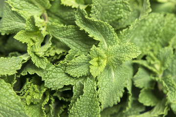 fresh mint leaves. horizontal background.