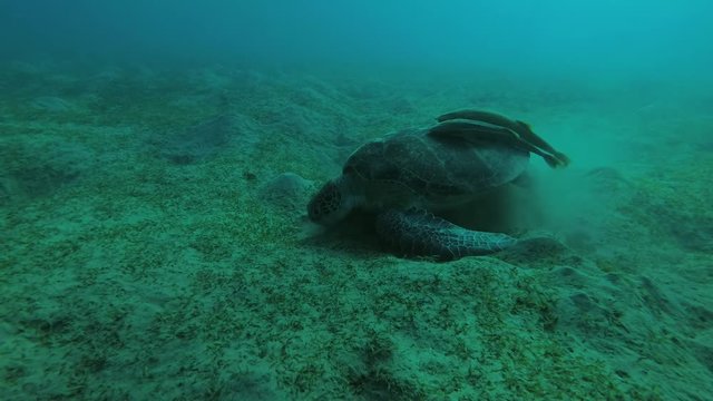 Melanism - Big male Black Sea Turtle (Chelonia mydas) with Remora fish (Echeneis naucrates) eats sea grass on a sandy bottom, Red sea, Marsa Alam, Abu Dabab, Egypt
