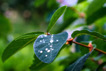 drops on the leaf of honeysuckle