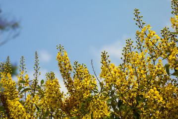 Thryallis glauca, Galphimia, Gold Shower yellow flower ornamental bloom in natural. Guatemala