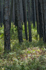 Pine forest in Lake Waccamaw State Park, North Caolina.