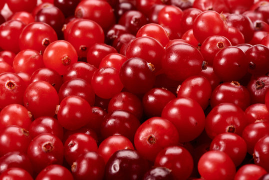 Red berries of cranberries close-up