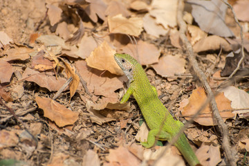 Green lizard