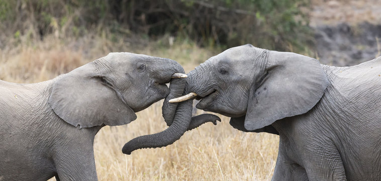 Two elephant greet affectionate with curling and touching trunks