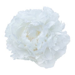 single pale white peony isolated on white background