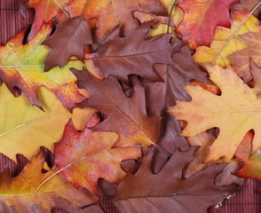 Acorn leaves background and texture