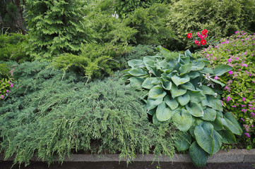 juniper blue with hosta