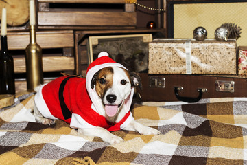 dog in Santa costume