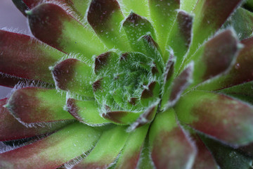 A rosette of green leaves of Echeveria