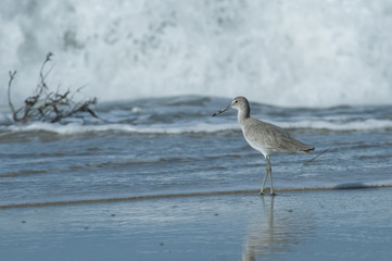 A Willet, Tringa semipalmata, in the surf on Harkers Island, Shakleford Banks, North Carolina