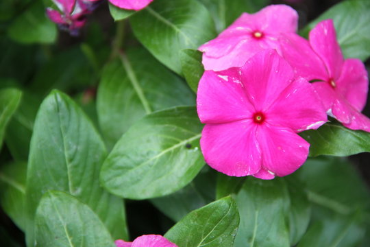 Fiore