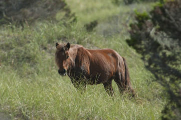 An older male wil horse shows his battle scars on Harkers Island, Shakleford Banks, North Carolina.