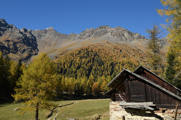 alberi autunno paesaggio montagna baita maso Alpi Trentino Italia colori d'autunno 