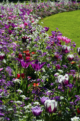 Lot of flowers in public garden