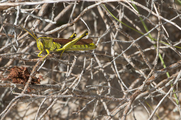 A grasshopper rests on brambles, on Harkers Island, Shakleford Banks, North Carolina