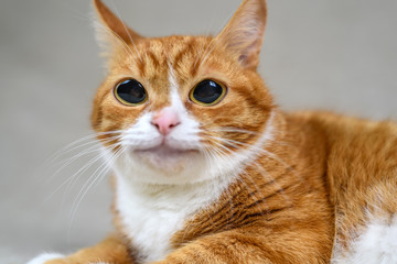 red cat with big eyes 