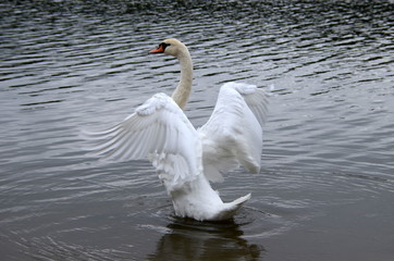 Лебедь на озере 