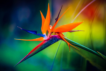 Obrazy na Szkle  Tropikalny kwiat papugi heliconia z rozmytym tłem we wszystkich kolorach tęczy