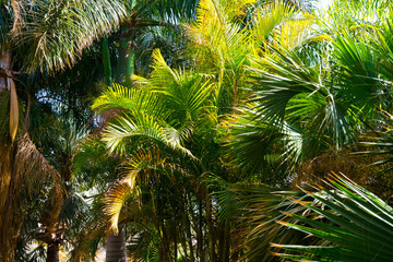 Fototapeta na wymiar palm trees