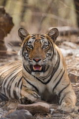 Tigress From Ranthambore National Park, India