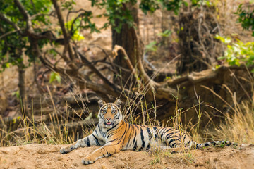 Female cub of Spotty Tigress from Bandhavgarh National Park, India