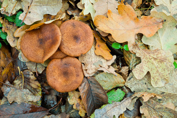 Autumn edible mushrooms Honey fungus Armillaria mellea grow in the forest among fallen autumn leaves. Top view