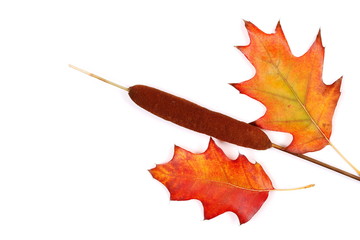Acorn leaves and bulrush, reed isolated on white background, top view