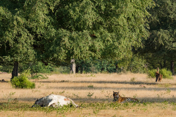 Tigress From Ranthambore National Park, India