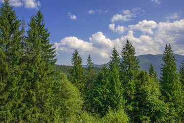 blue sky with clouds of pine and spruce