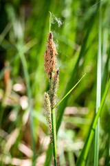 Grashalm mit Samen, Pollen, Natur
