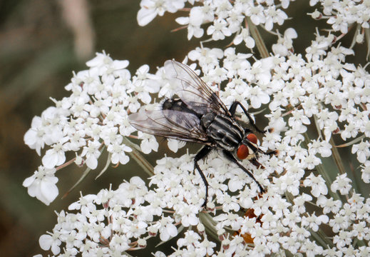 Fliege auf weißen Blüten, Insekt, Natur