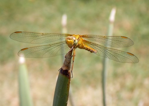 yellow dragonfly on a sheet