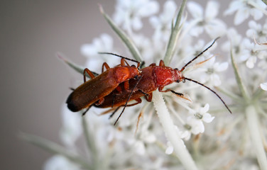 Rotgelber Weichkäfer, (Rhagonycha fulva)