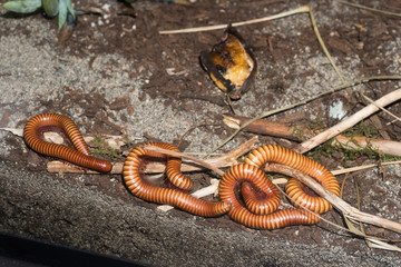 Fototapeta premium Centipede