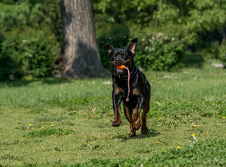 Running Rottweiler dog with ball playing on green grass. Selective focus