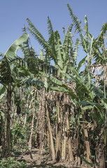 Banana trees